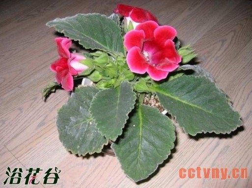 新手养花入门的几个注意问题