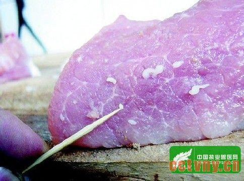 猪囊虫病如何防治？“米猪”的形成原因