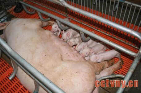如何提高猪的繁殖效率