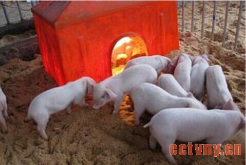 塑料暖棚养猪的饲养管理