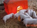 塑料暖棚养猪的饲养管理