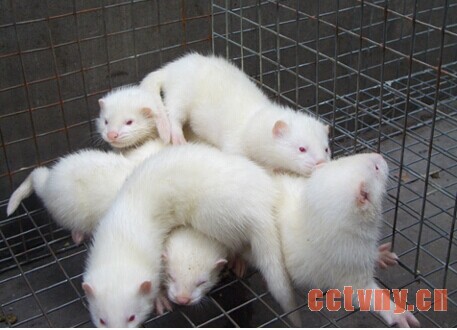 水貂配种期典型日粮配方