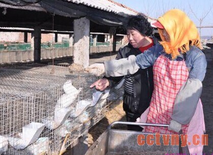 水貂冬毛生长期的饲养
