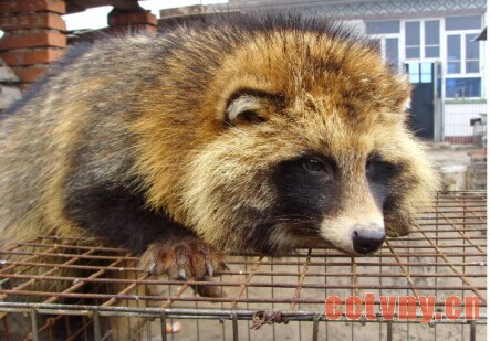 貉的饲养分几个时期