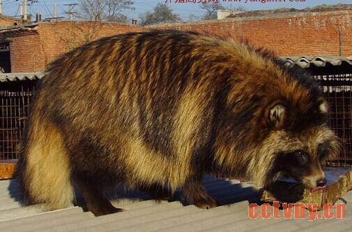 子貉分窝“三忌”