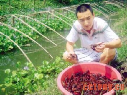 龙虾的加工技术