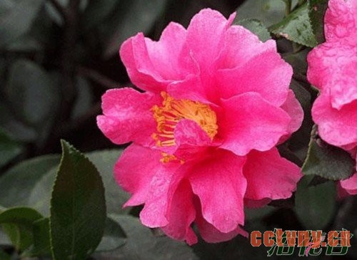 茶梅什么时候开花