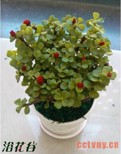 金枝玉叶开花吗