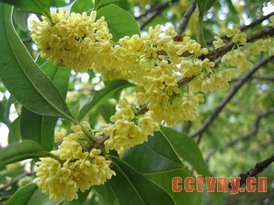 桂花品种常见介绍(图)