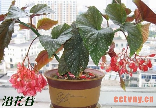 竹节海棠的修剪