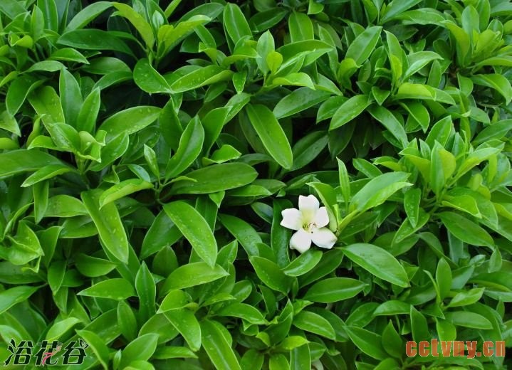 非洲茉莉开花吗？