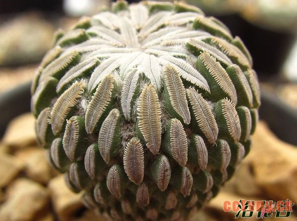 精巧殿与精巧丸的区别(图)