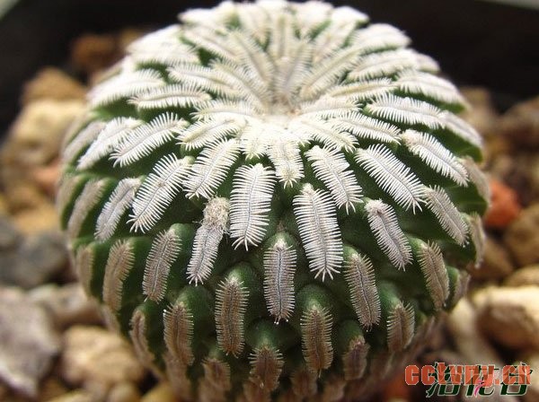 精巧殿与精巧丸的区别(图)