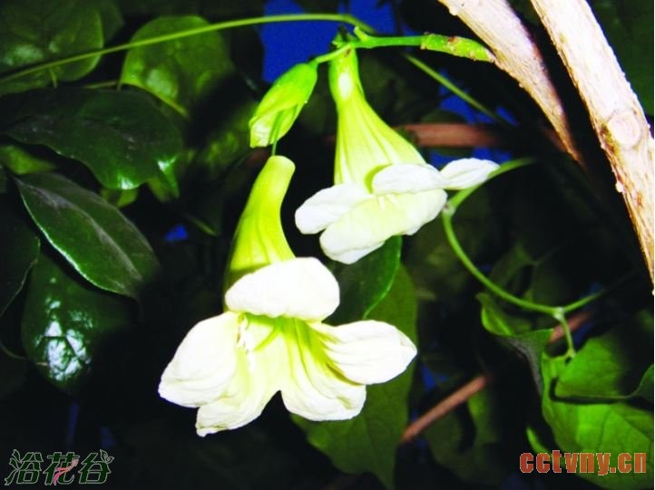 幸福树开花