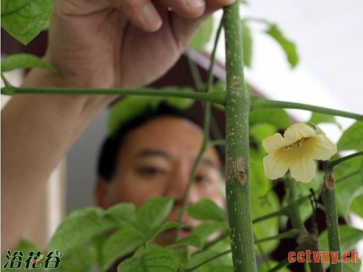 幸福树开花