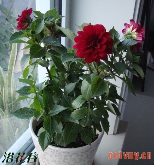 小丽花的养殖养护方法