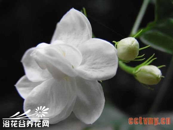 双瓣茉莉