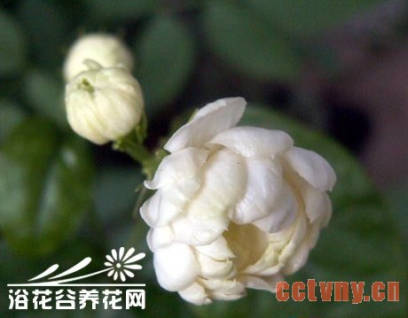多瓣茉莉
