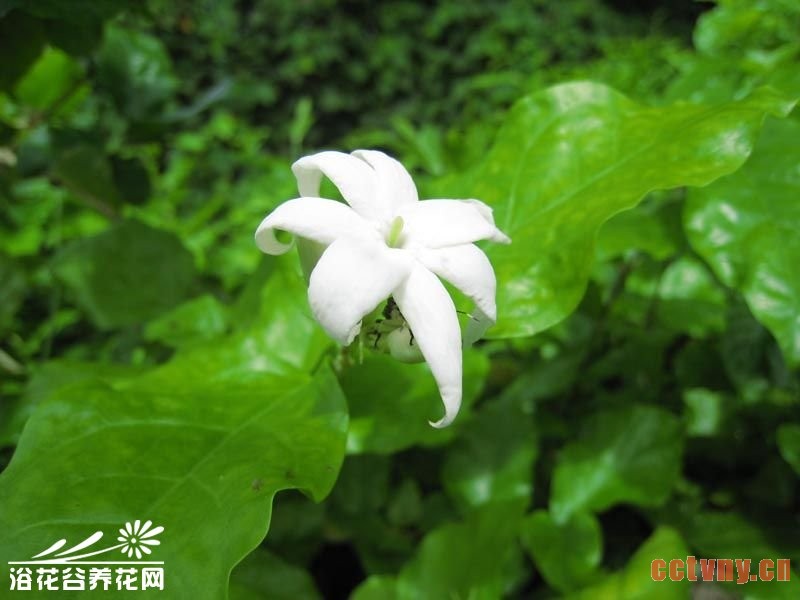 单瓣茉莉