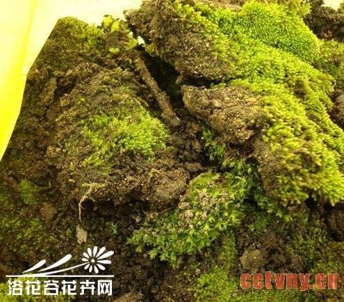 我的自制家肥TOP10-TOP9苔藓