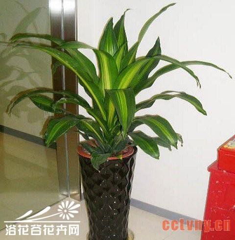 巴西美人怎么养？