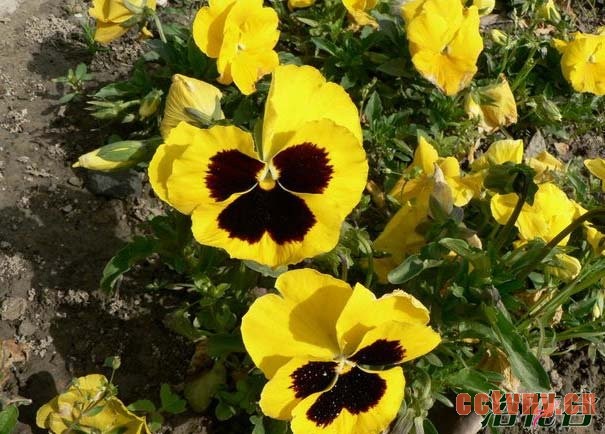 猫儿脸种植方法