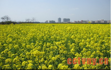 油菜怎样防冻