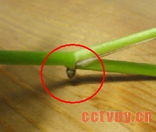 绿萝气生根