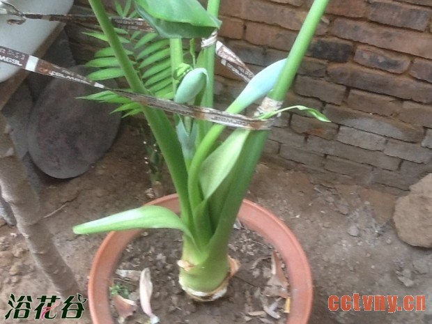 滴水莲有毒吗滴水莲开花吗