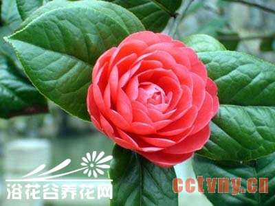 山茶花的养殖方法