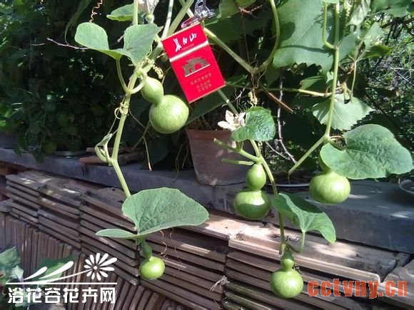 手捻葫芦种植及各类葫芦种植方法