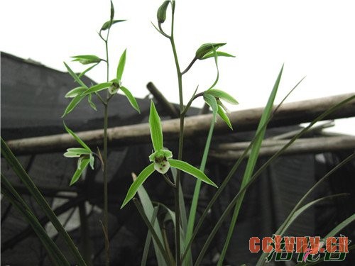 细叶寒兰花箭