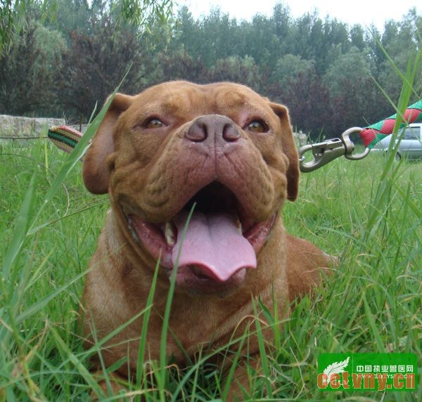 犬