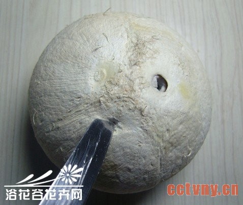 废物利用-椰子DIY吊盆