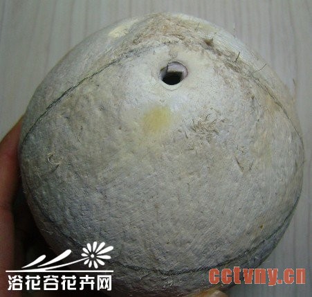 废物利用-椰子DIY吊盆