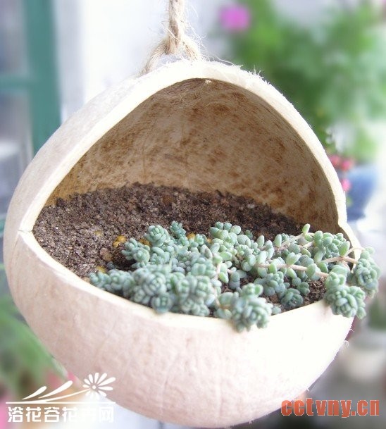 废物利用-椰子DIY吊盆