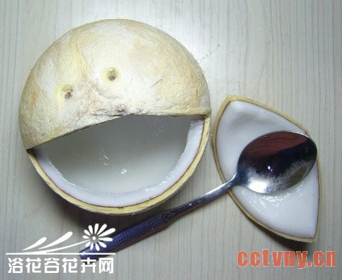 废物利用-椰子DIY吊盆