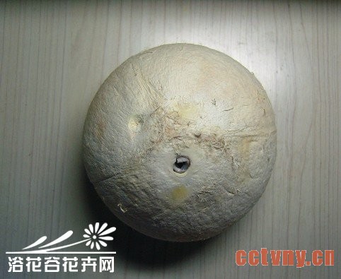 废物利用-椰子DIY吊盆