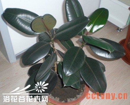 橡皮树怎样保持常年碧绿