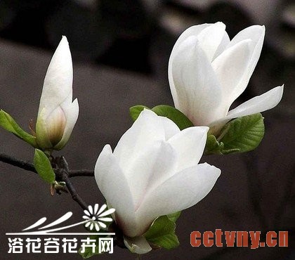 盆栽白兰的关键是浇水