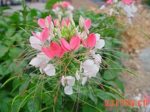 醉蝶花怎么种？花友来支招