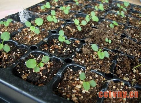 秋播角堇记录花友谈心得（图文）