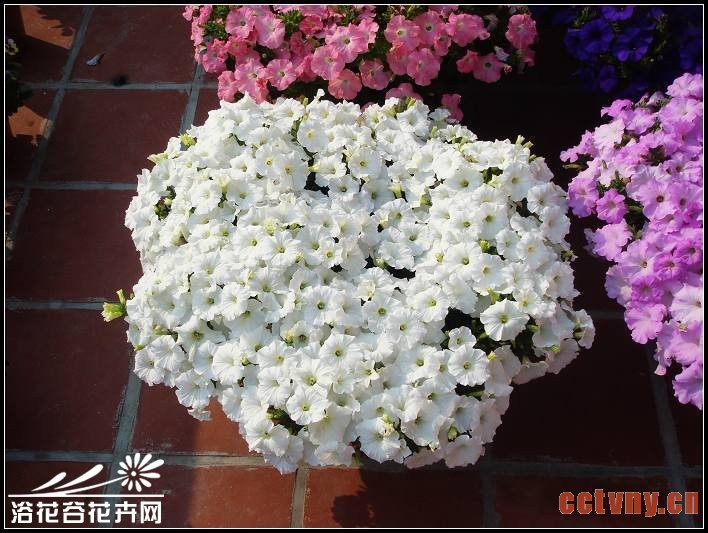 花友谈矮牵牛爆盆经验（图）