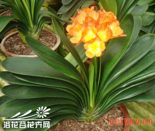 君子兰叶子发黄怎么办