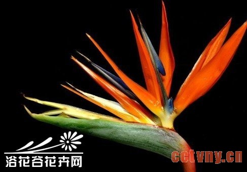 鹤望兰（极乐鸟）的养殖方法，鹤望兰的秋冬养护管理