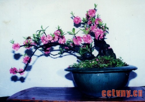 盆栽桃花养护要点