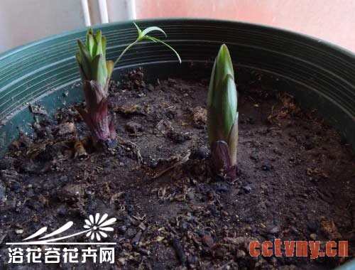 怎么给花松土(图文口述版)