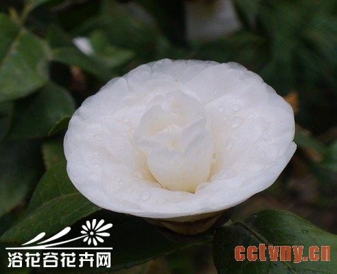 盆栽茶花如何巧度雨季