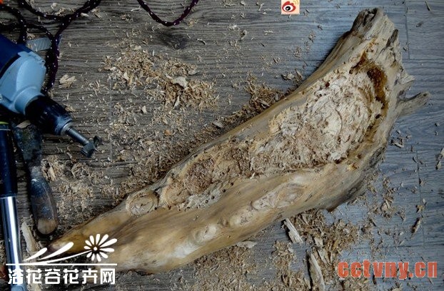 树根花盆