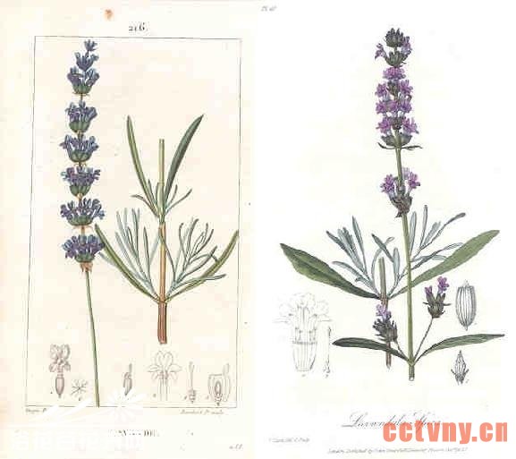薰衣草的品种介绍（图谱）